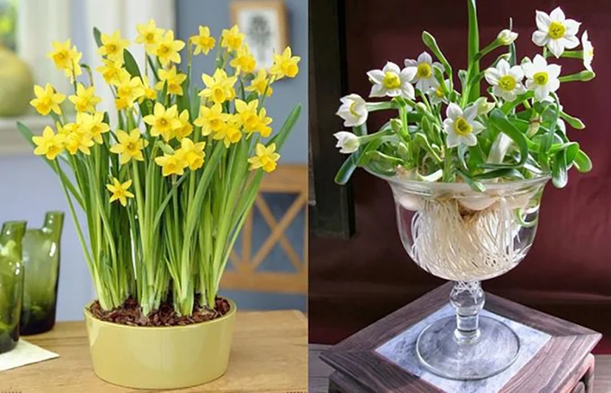 Bí Quyết Trồng Hoa Thủy Tiên Chơi Tết: Hoa Nở Đúng Giao Thừa, Rước Tài Lộc Đầy Nhà